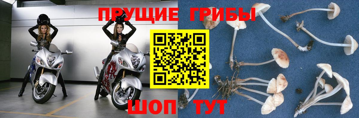 Энгельс  Псилоцибиновые грибы Magic Shrooms  Псилоцибиновые грибы Psilocybine cubensis  как найти закладки  Вход с VPN 
